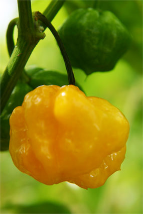 Pepper