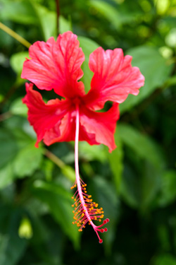 In Jamaica