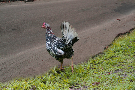 Why did the Chicken Cross the Road? A Jamaican Response*