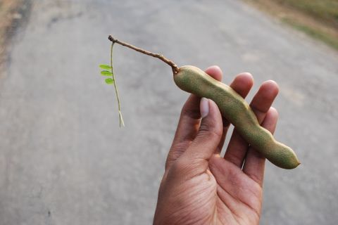Under the Tamarind Tree